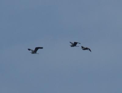 Прикрепленное изображение: 503-3.jpg